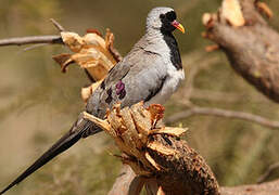 Namaqua Dove