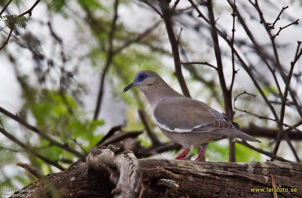 West Peruvian Dove