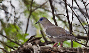 West Peruvian Dove