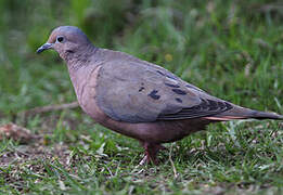 Eared Dove