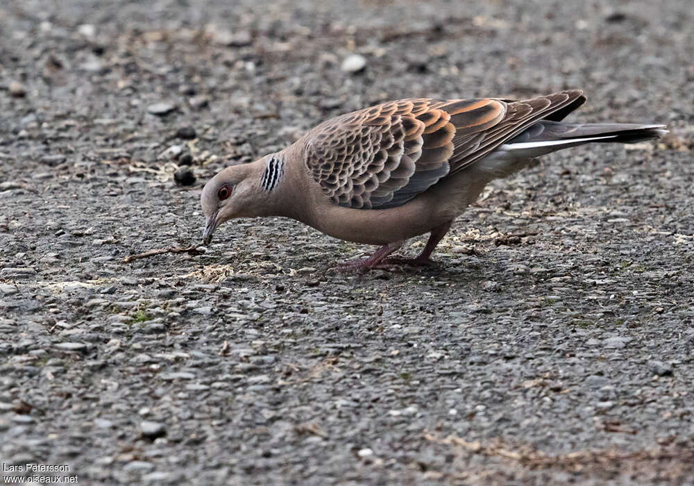 Oriental Turtle Doveadult, eats