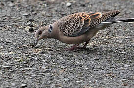 Oriental Turtle Dove