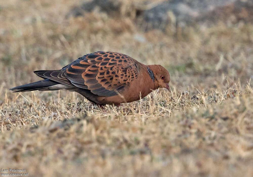 Tourterelle orientaleadulte, identification