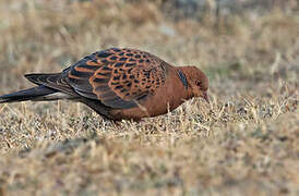 Oriental Turtle Dove