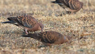 Oriental Turtle Dove