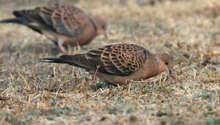 Oriental Turtle Dove