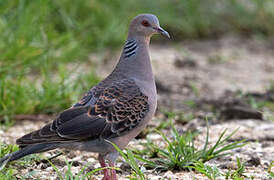 Oriental Turtle Dove