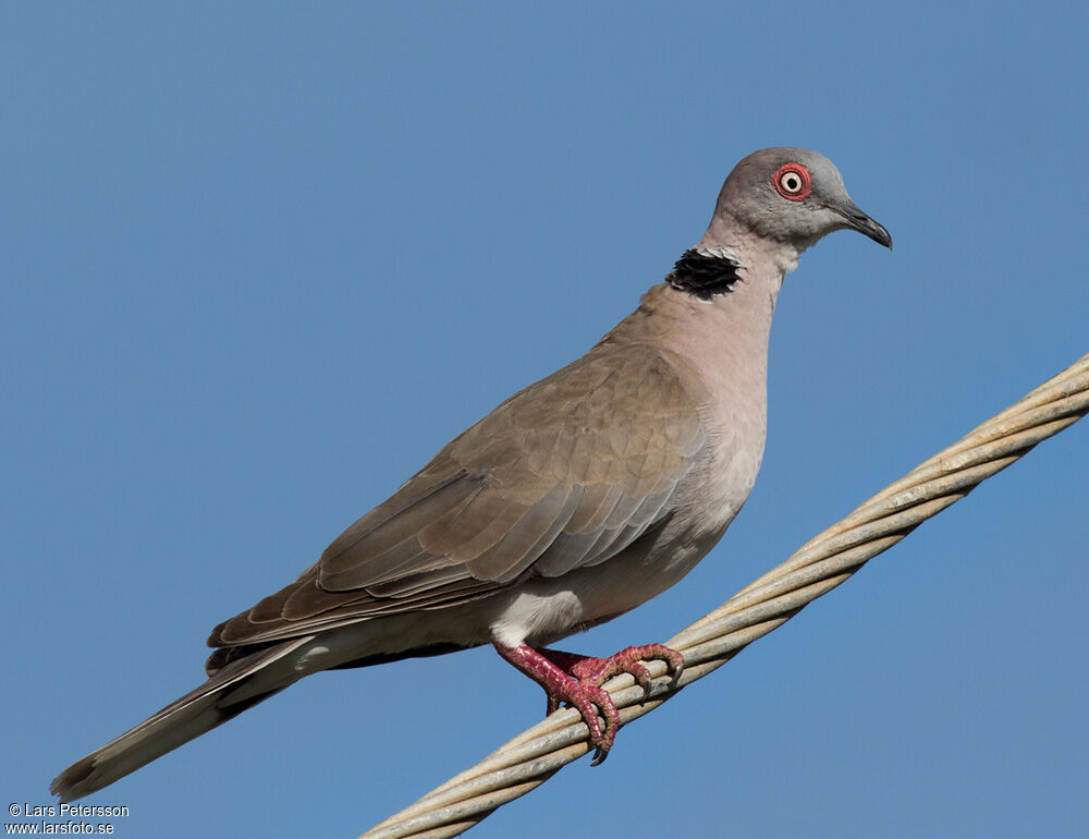 Mourning Collared Dove