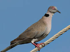 Mourning Collared Dove