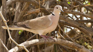 African Collared Dove