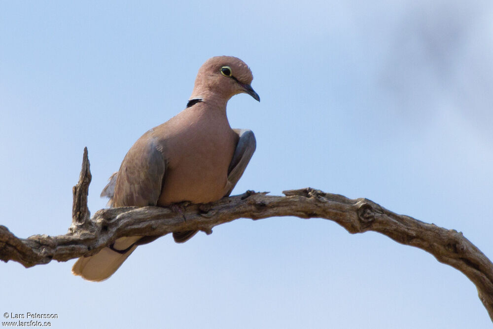 African Collared Dove