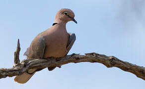 African Collared Dove