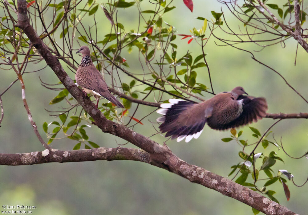 Spotted Dove