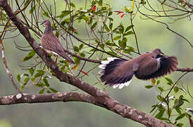 Spotted Dove