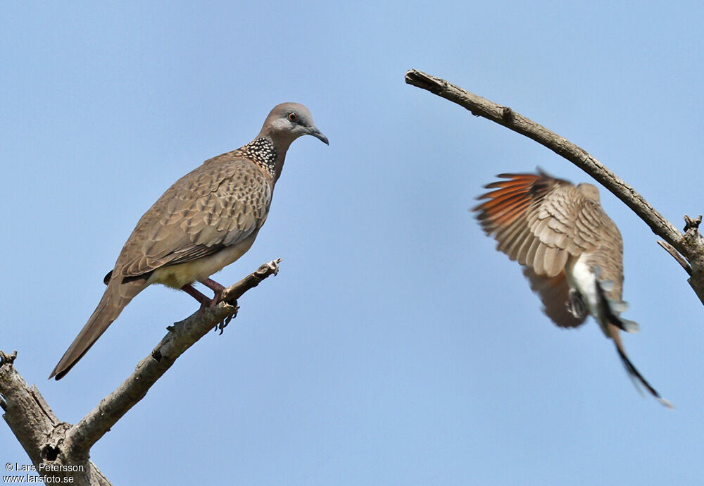 Spotted Dove