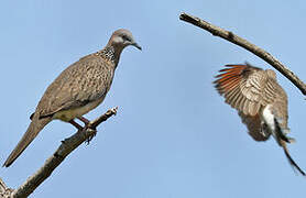 Spotted Dove