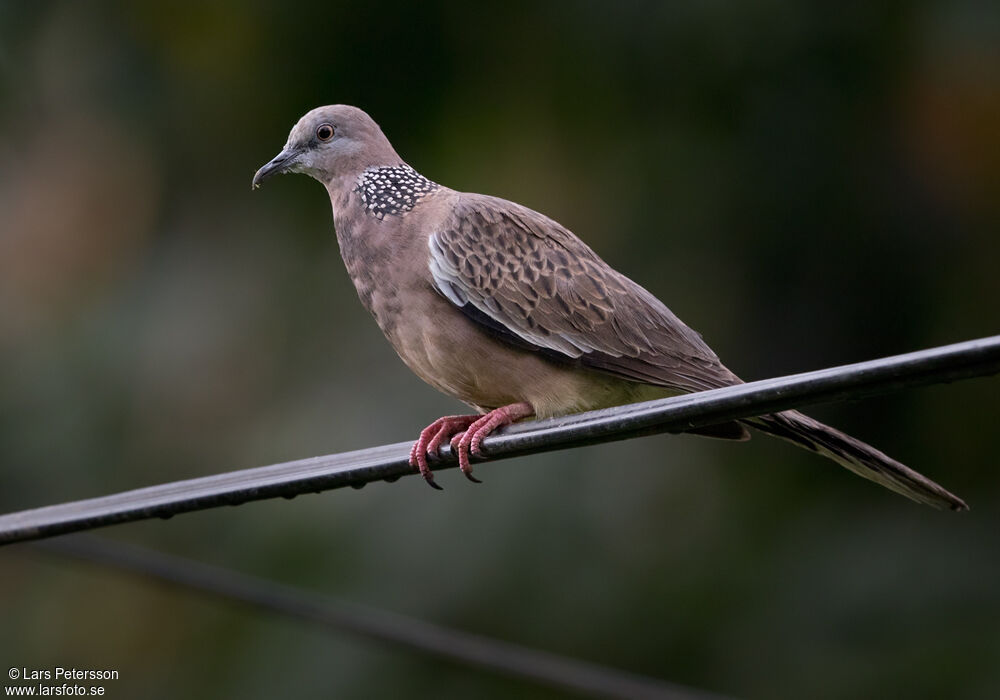 Spotted Dove