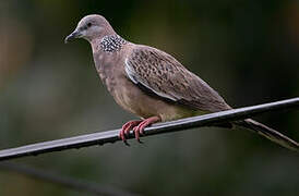 Spotted Dove