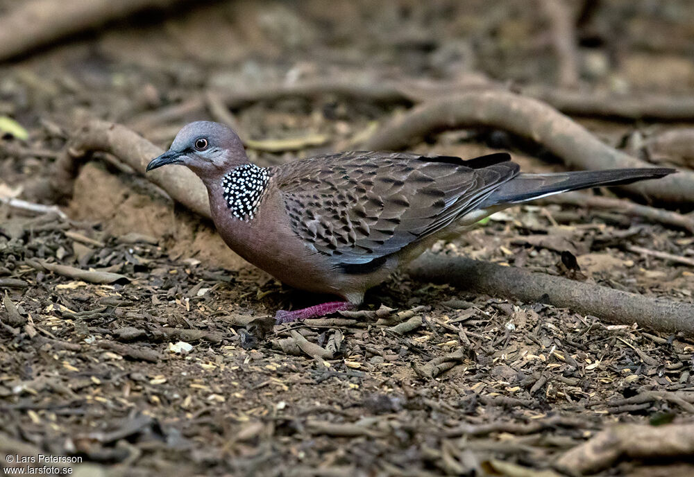 Spotted Dove