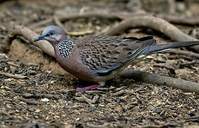 Spotted Dove