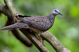 Spotted Dove