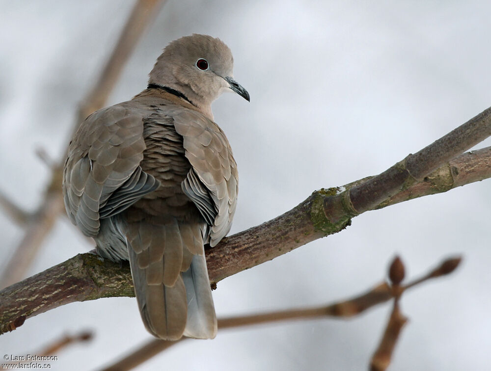 Eurasian Collared Dove