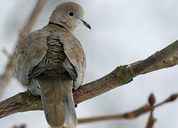 Eurasian Collared Dove