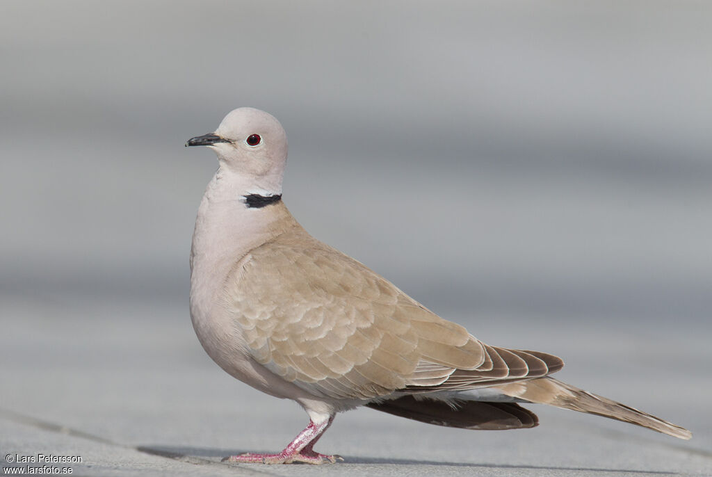 Eurasian Collared Dove