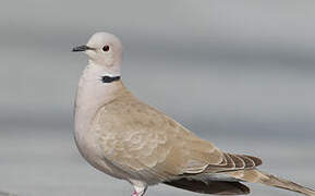 Eurasian Collared Dove