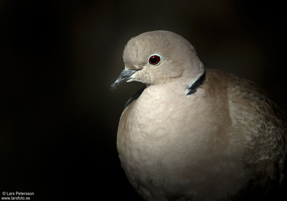 Eurasian Collared Dove