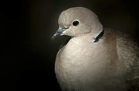 Eurasian Collared Dove