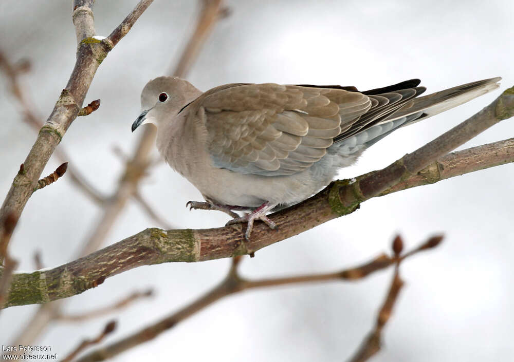 Eurasian Collared Doveadult, pigmentation