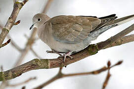 Eurasian Collared Dove