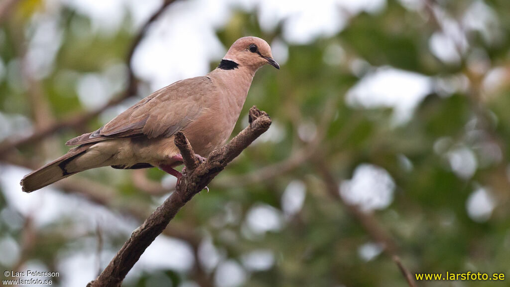 Vinaceous Dove