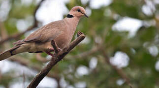 Vinaceous Dove