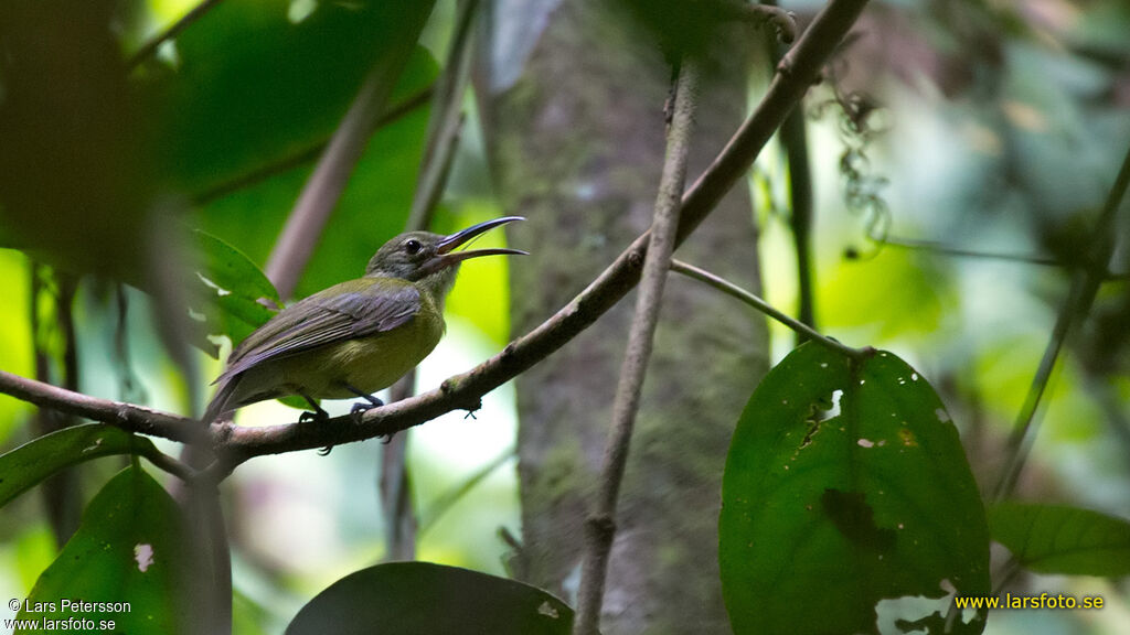 Yellow-bellied Longbill