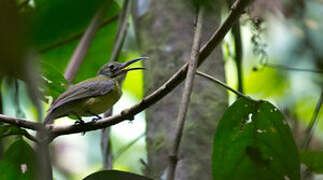 Yellow-bellied Longbill