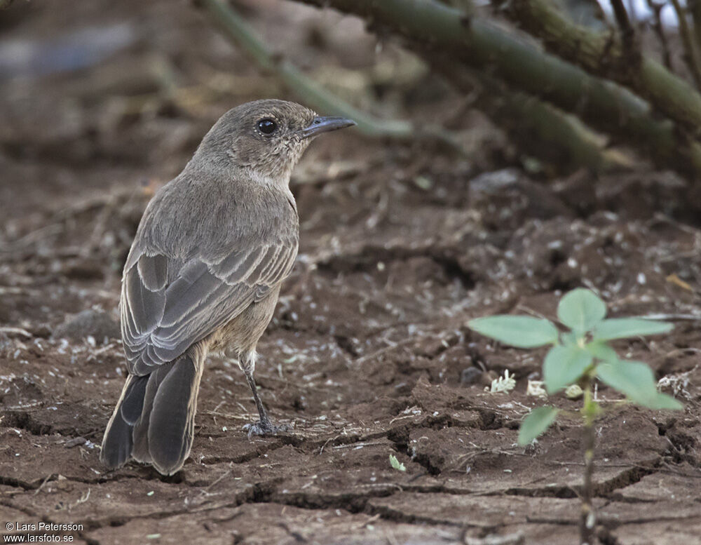 Brown-tailed Rock Chat