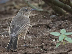 Brown-tailed Rock Chat