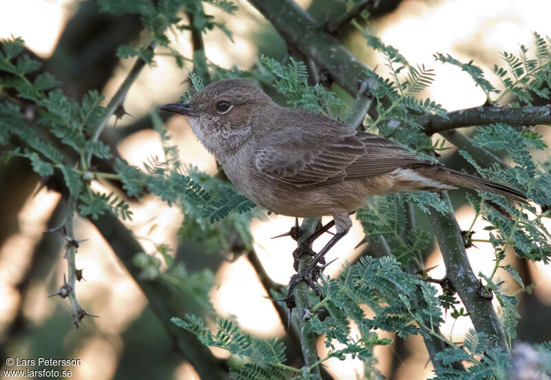 Brown-tailed Rock Chat