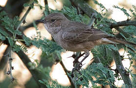 Brown-tailed Rock Chat