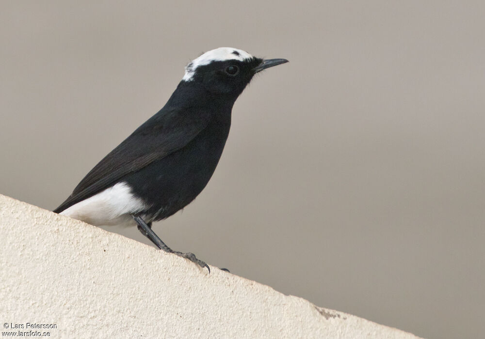 White-crowned Wheatear