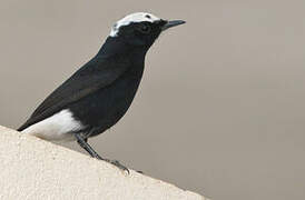 White-crowned Wheatear