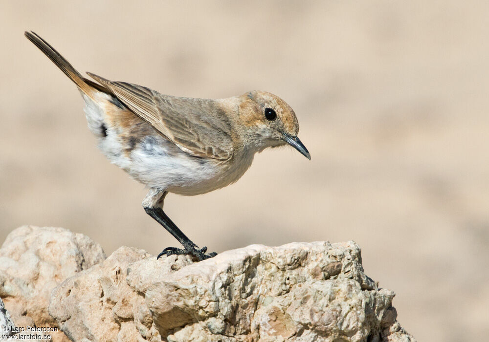 Red-rumped Wheatear