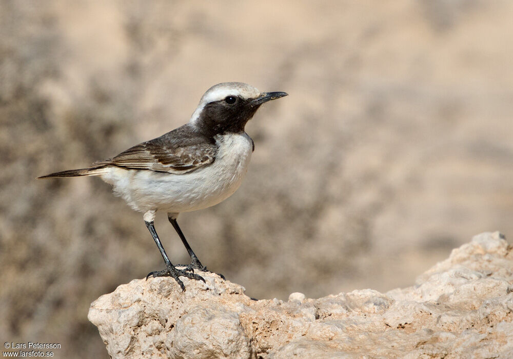 Red-rumped Wheatear male adult, identification