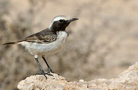 Red-rumped Wheatear