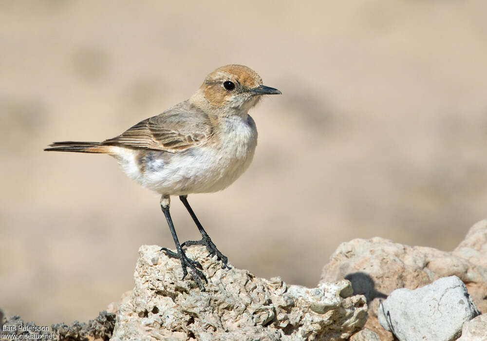 Red-rumped Wheatear female adult, identification