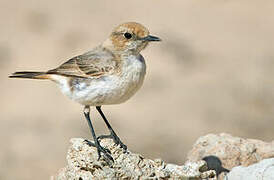 Red-rumped Wheatear