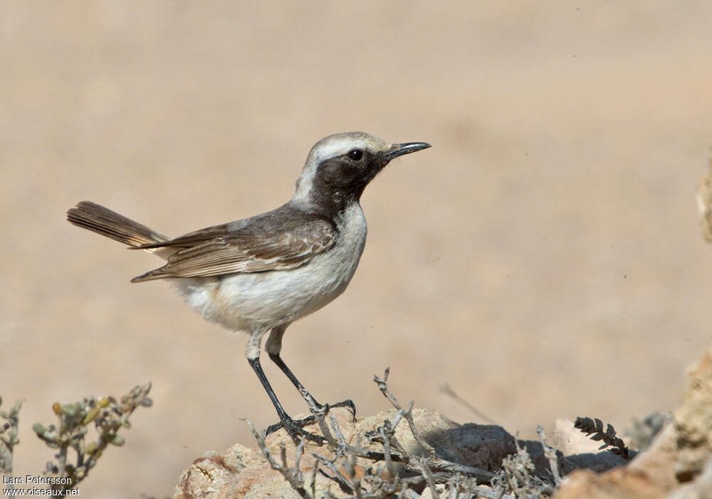 Red-rumped Wheatear male adult breeding, identification