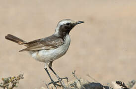 Red-rumped Wheatear